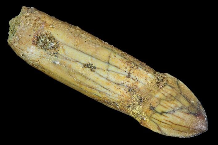Fossil Crocodile Tooth - Rooted With Great Preservation #107639